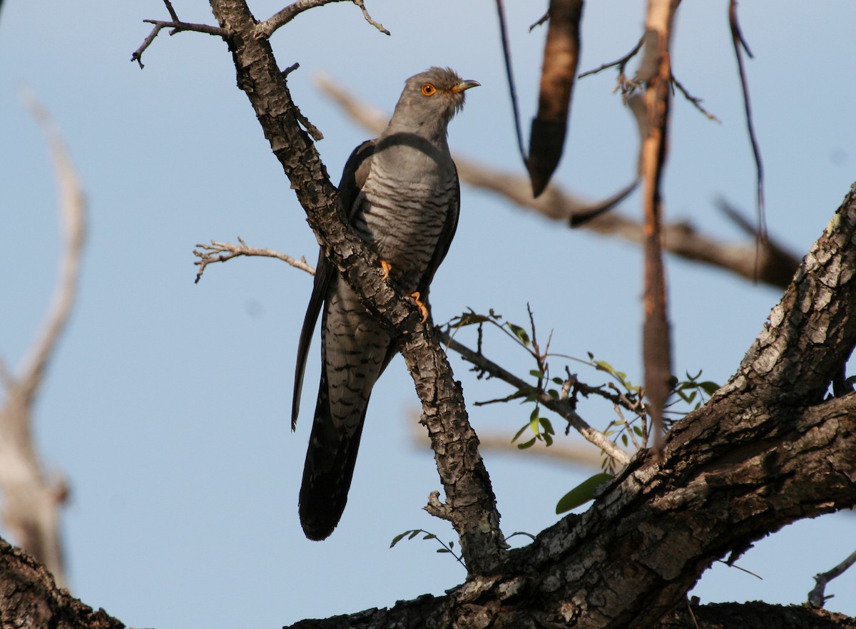 African Cuckoo - ML616619310