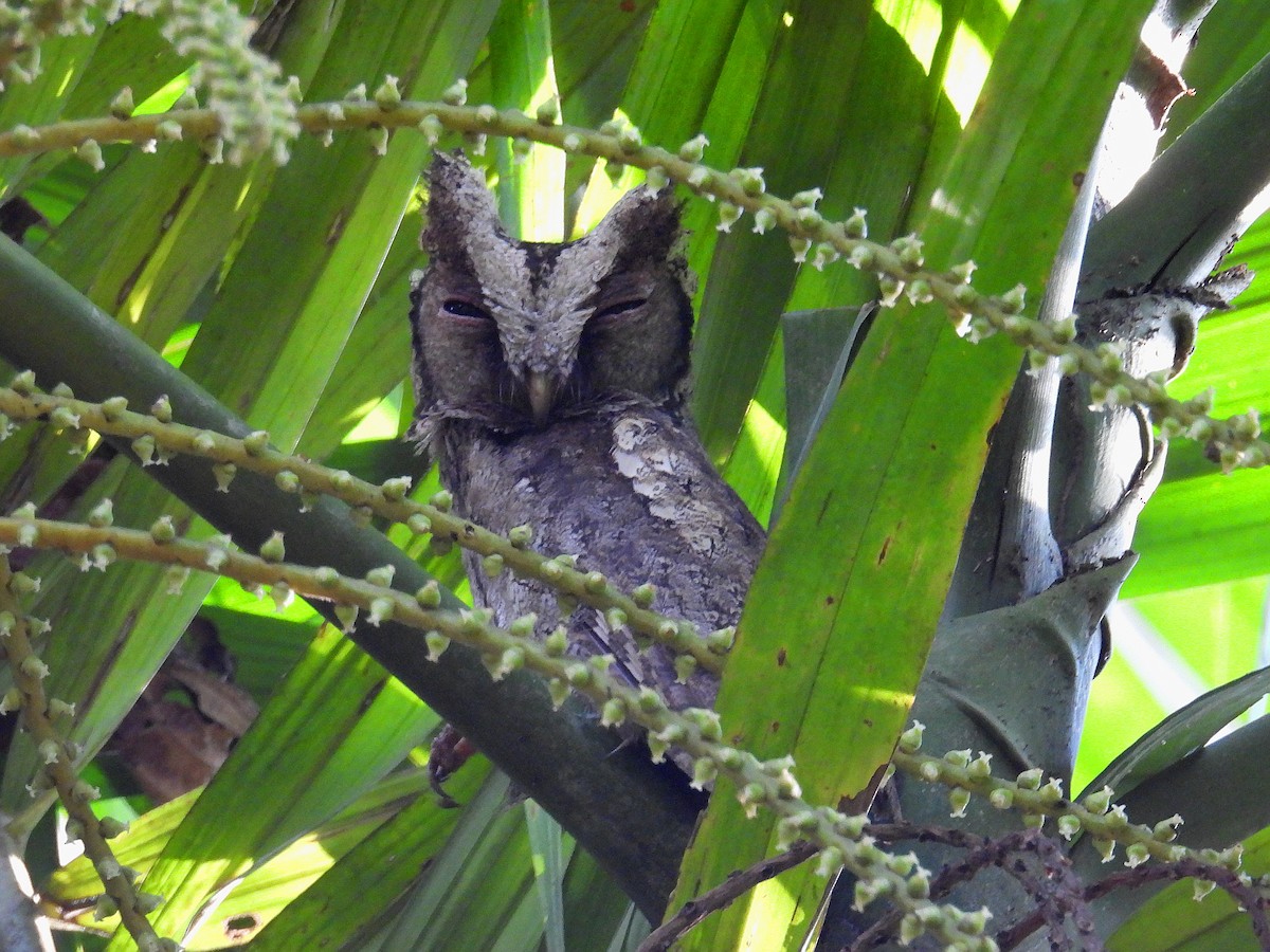 Sunda Scops-Owl - ML616619311