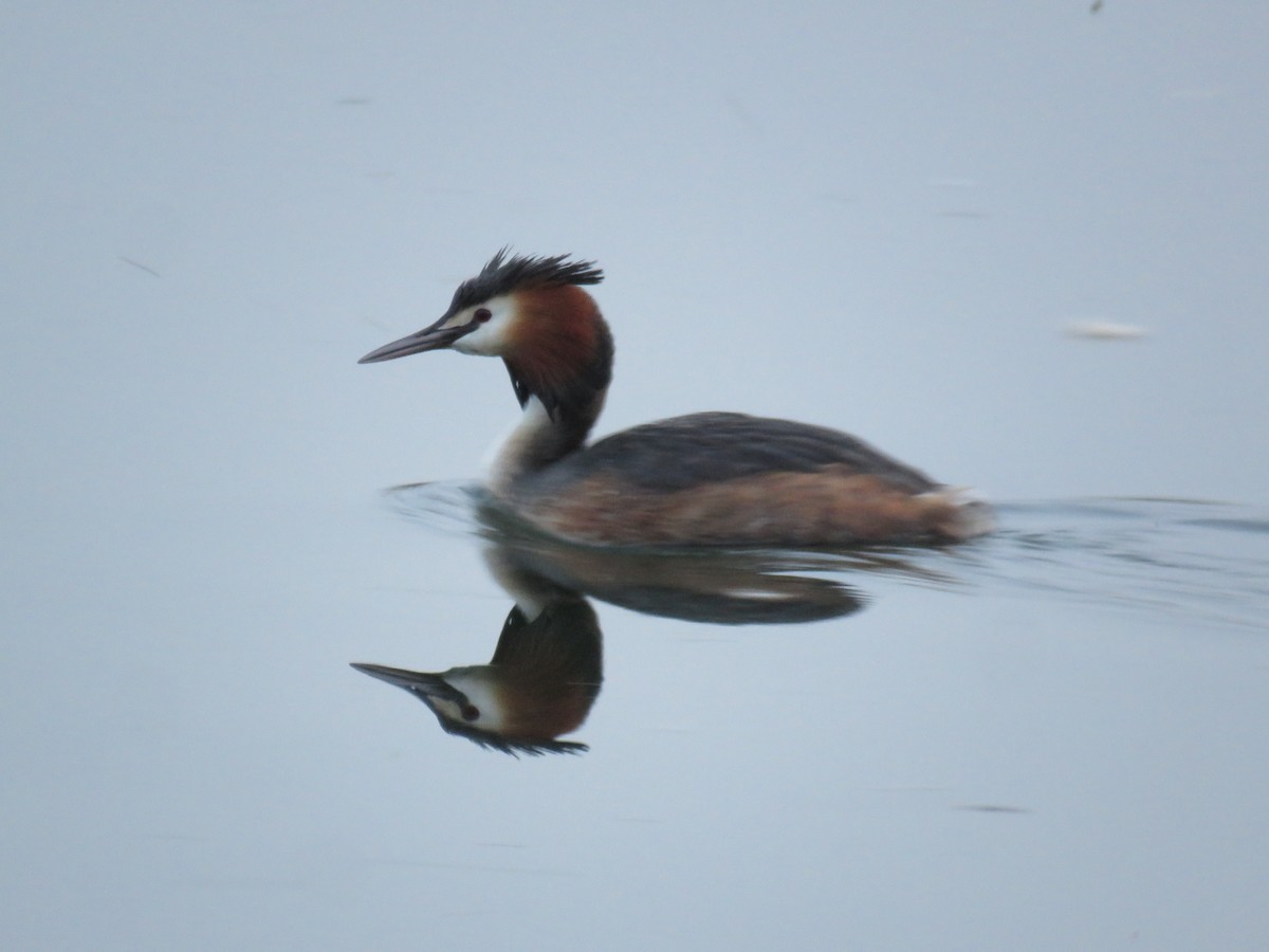 Great Crested Grebe - ML616619312