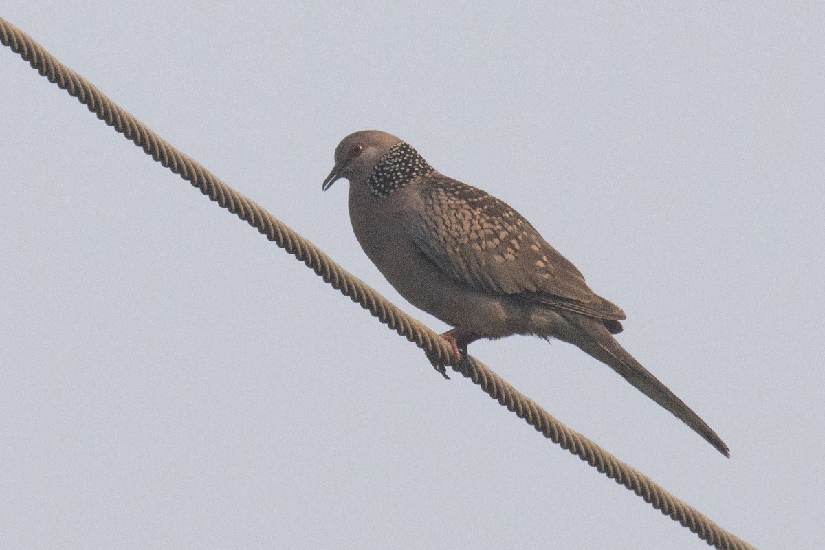 Spotted Dove - ML616619389