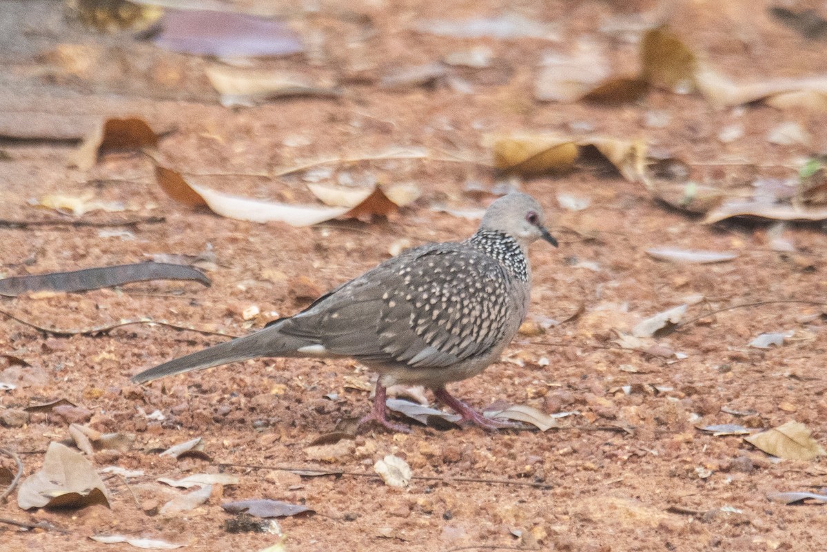 Spotted Dove - ML616619390