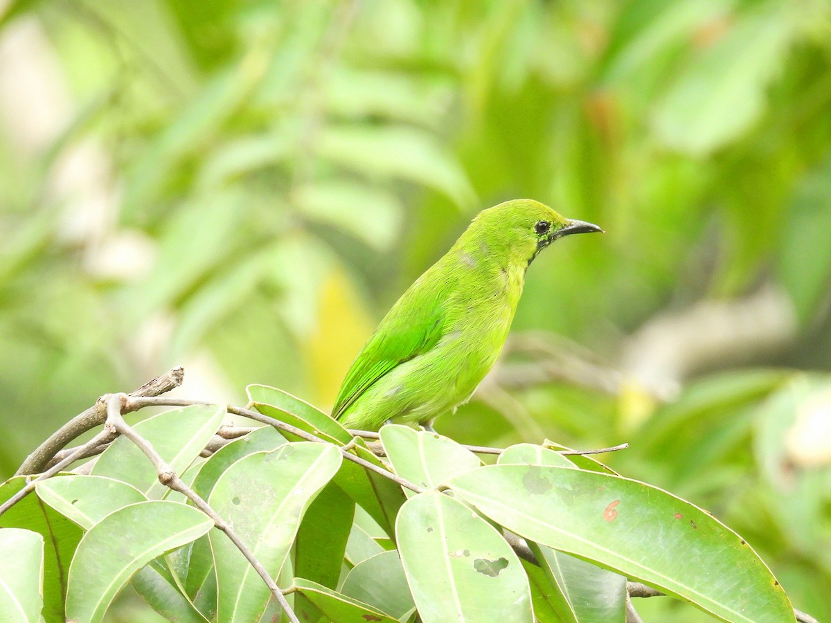 Lesser Green Leafbird - ML616619422