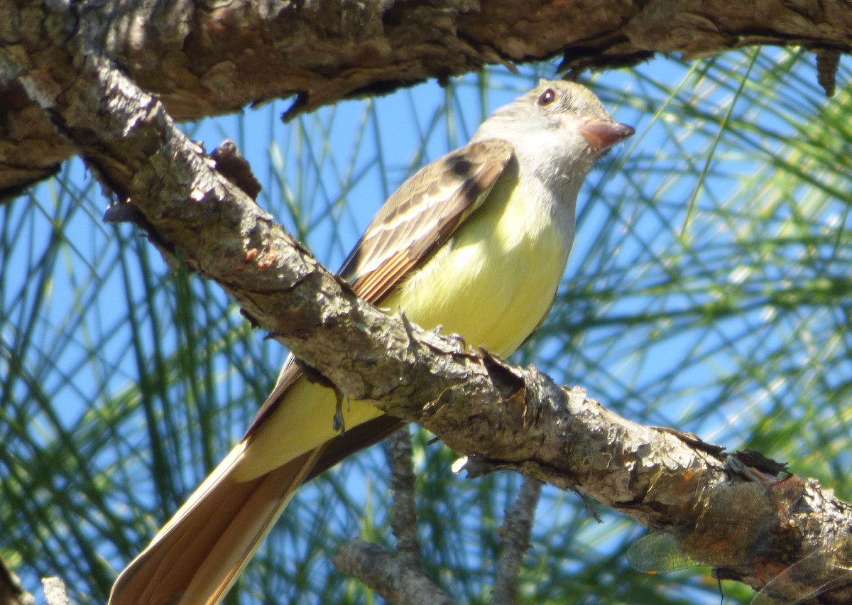 Great Crested Flycatcher - ML616619512