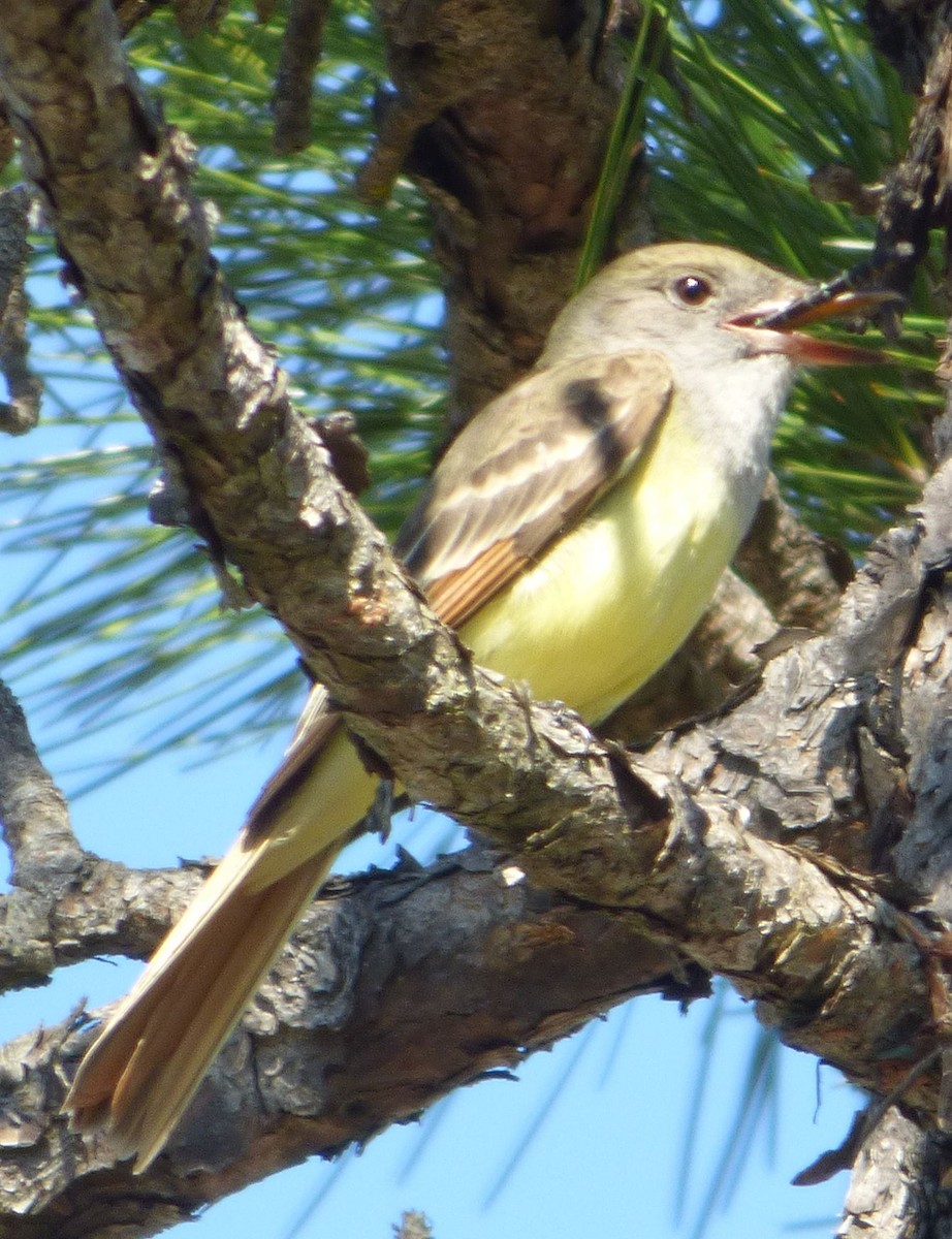 Great Crested Flycatcher - ML616619513