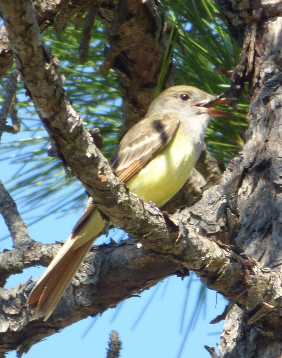 Great Crested Flycatcher - ML616619514