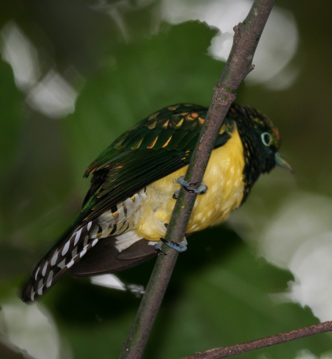 African Emerald Cuckoo - ML616619516