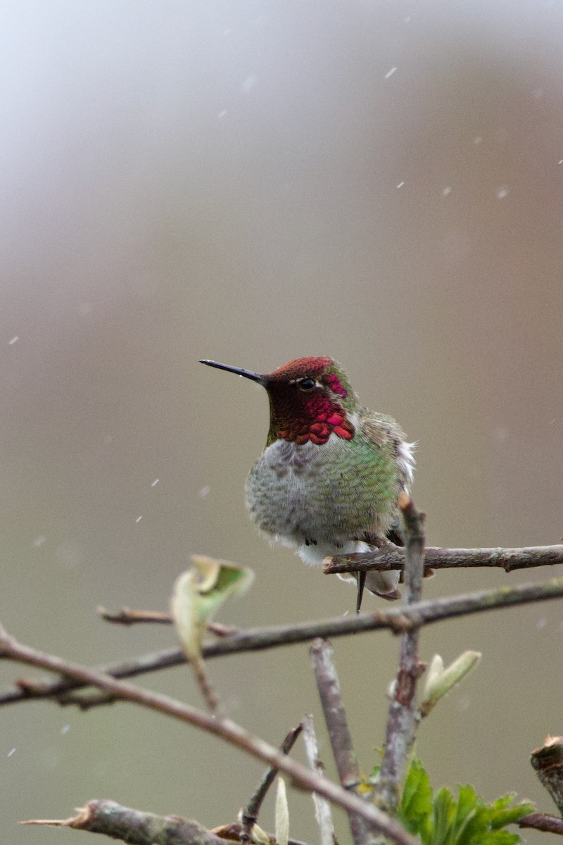 Anna's Hummingbird - ML616619531