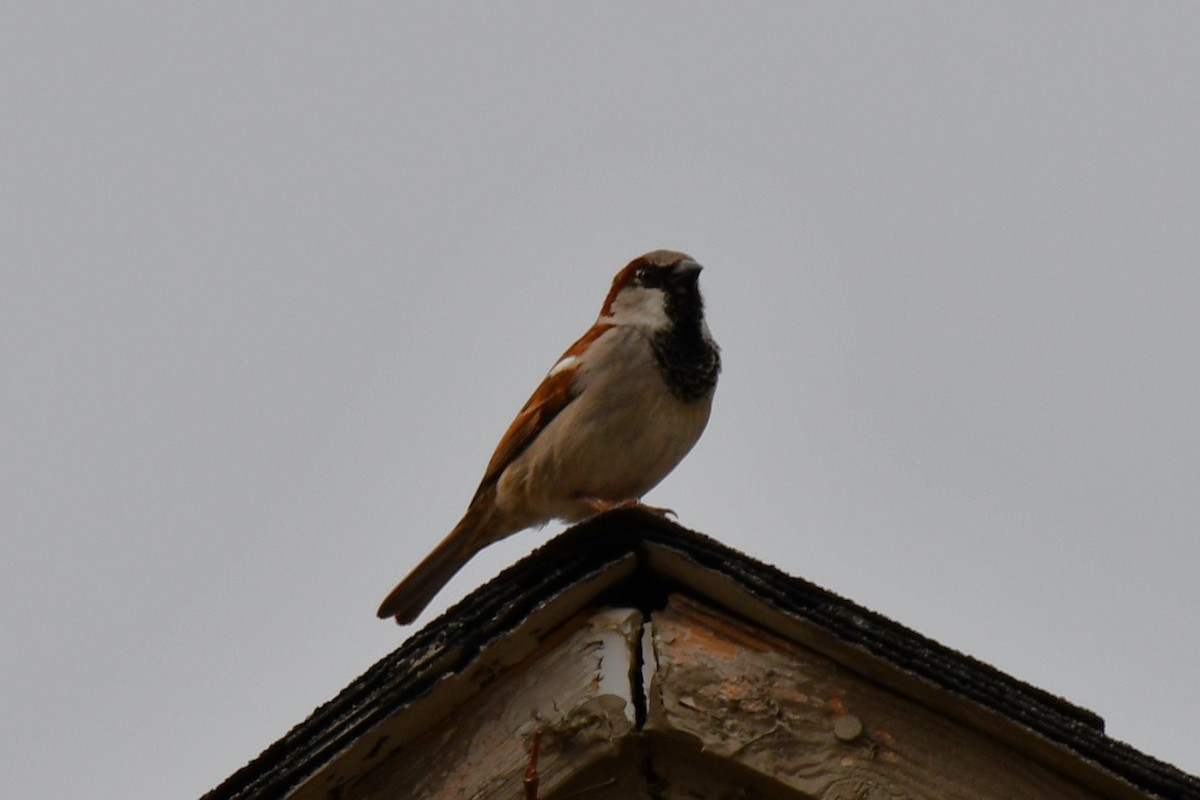 House Sparrow - ML616619571