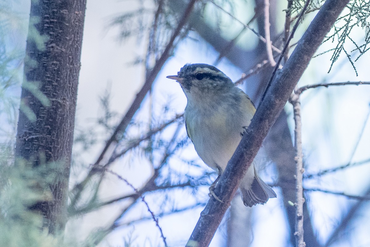 Yellow-browed Warbler - ML616619586