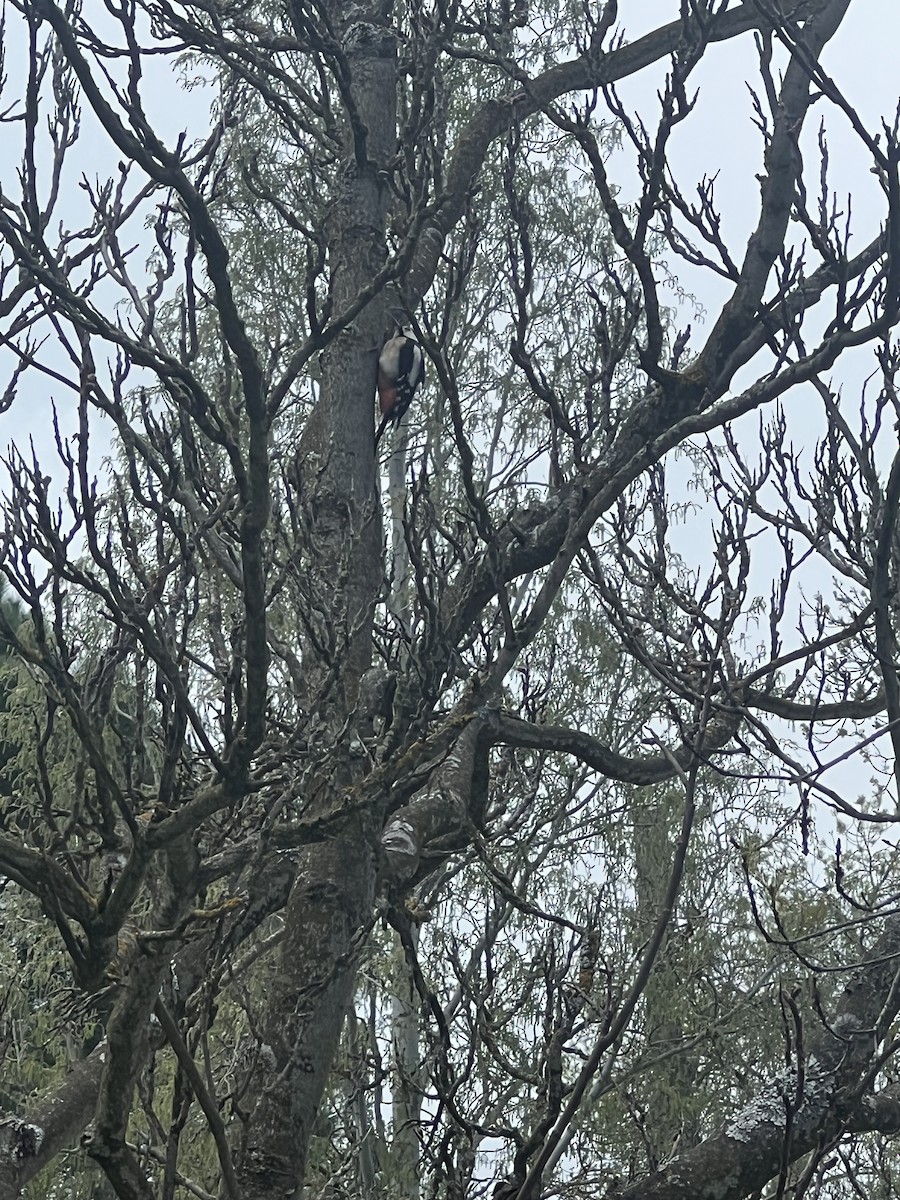 Great Spotted Woodpecker - ML616619594