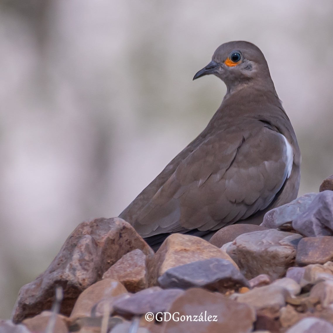 Black-winged Ground Dove - ML616619603