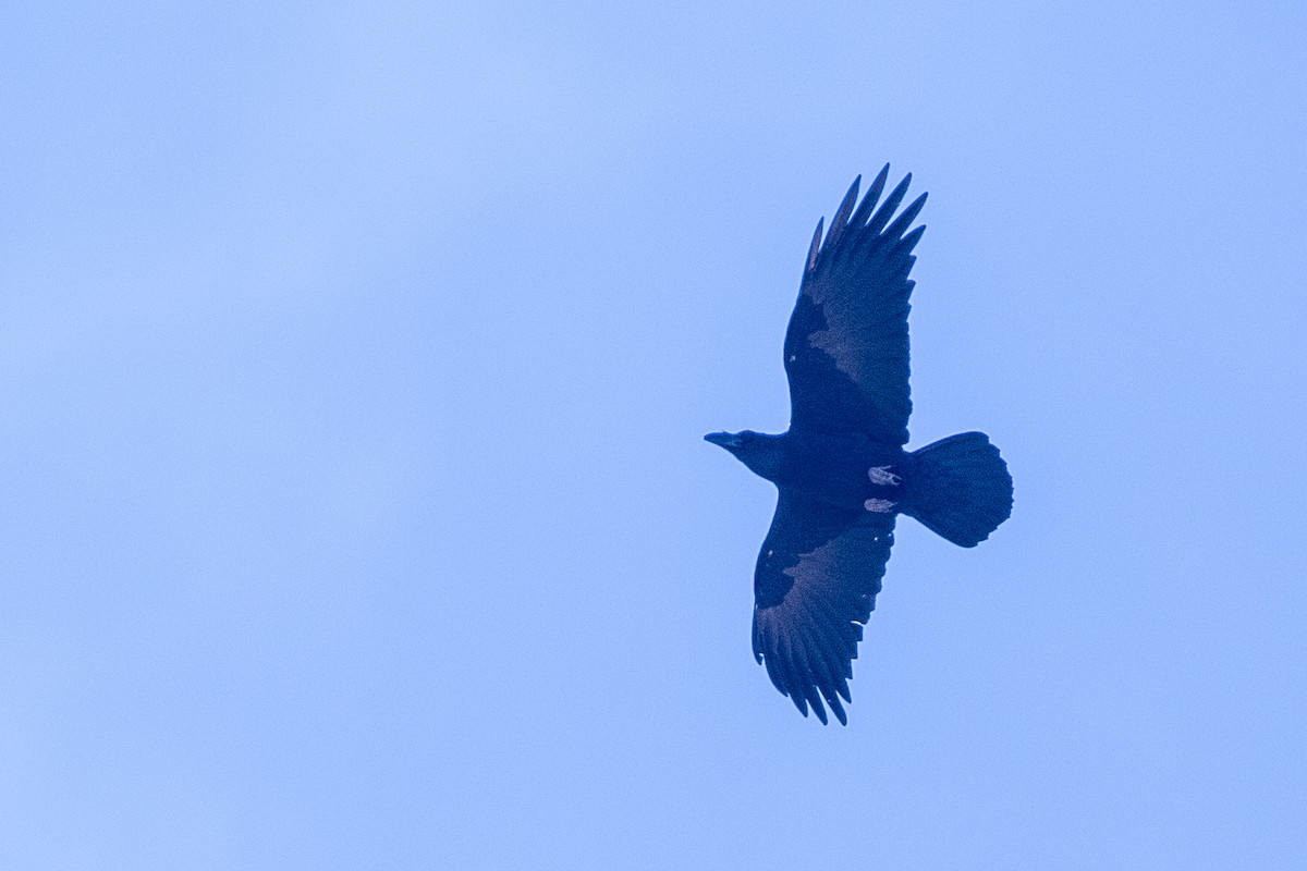 Common Raven - ML616619644