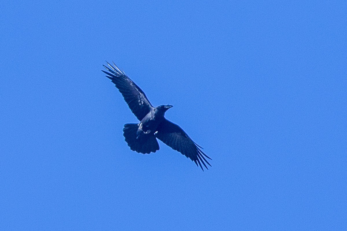 Common Raven - ML616619645