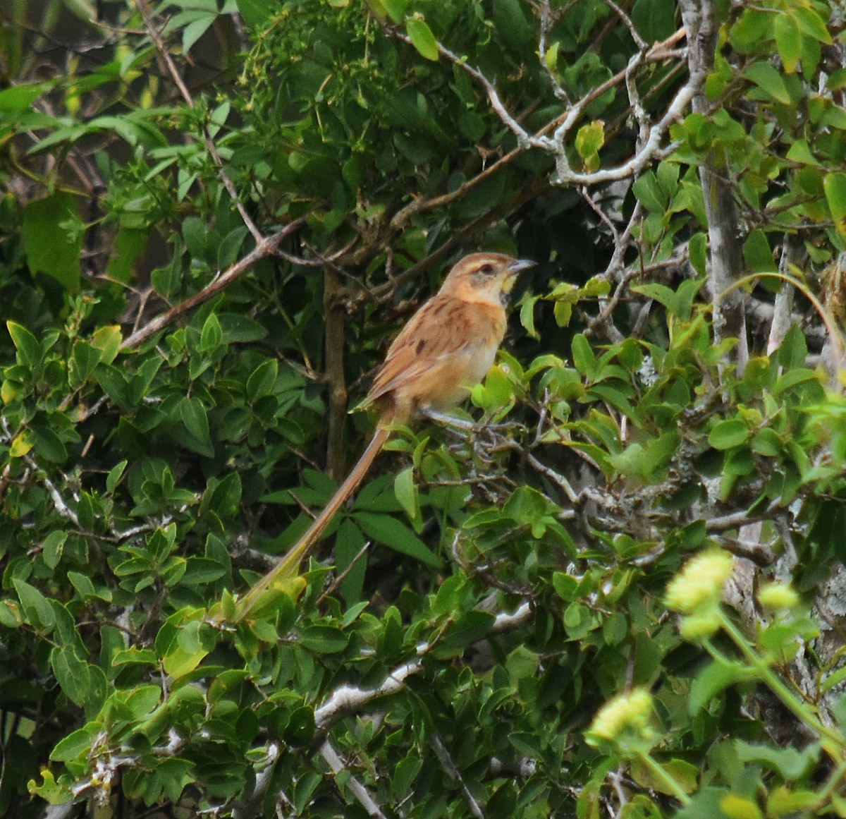 Chotoy Spinetail - ML616619684