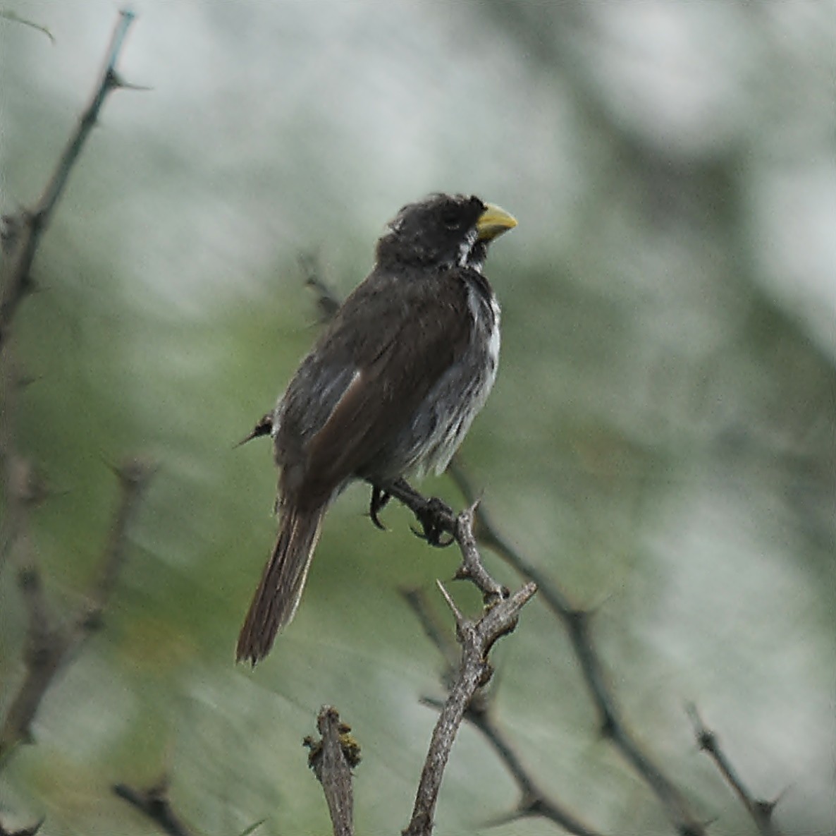 Double-collared Seedeater - ML616619772