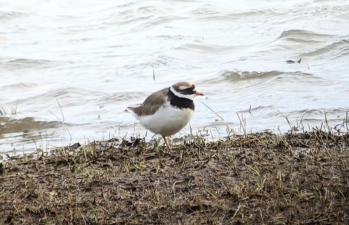 Common Ringed Plover - ML616619776