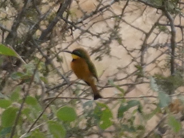 Little Bee-eater - ML616619781