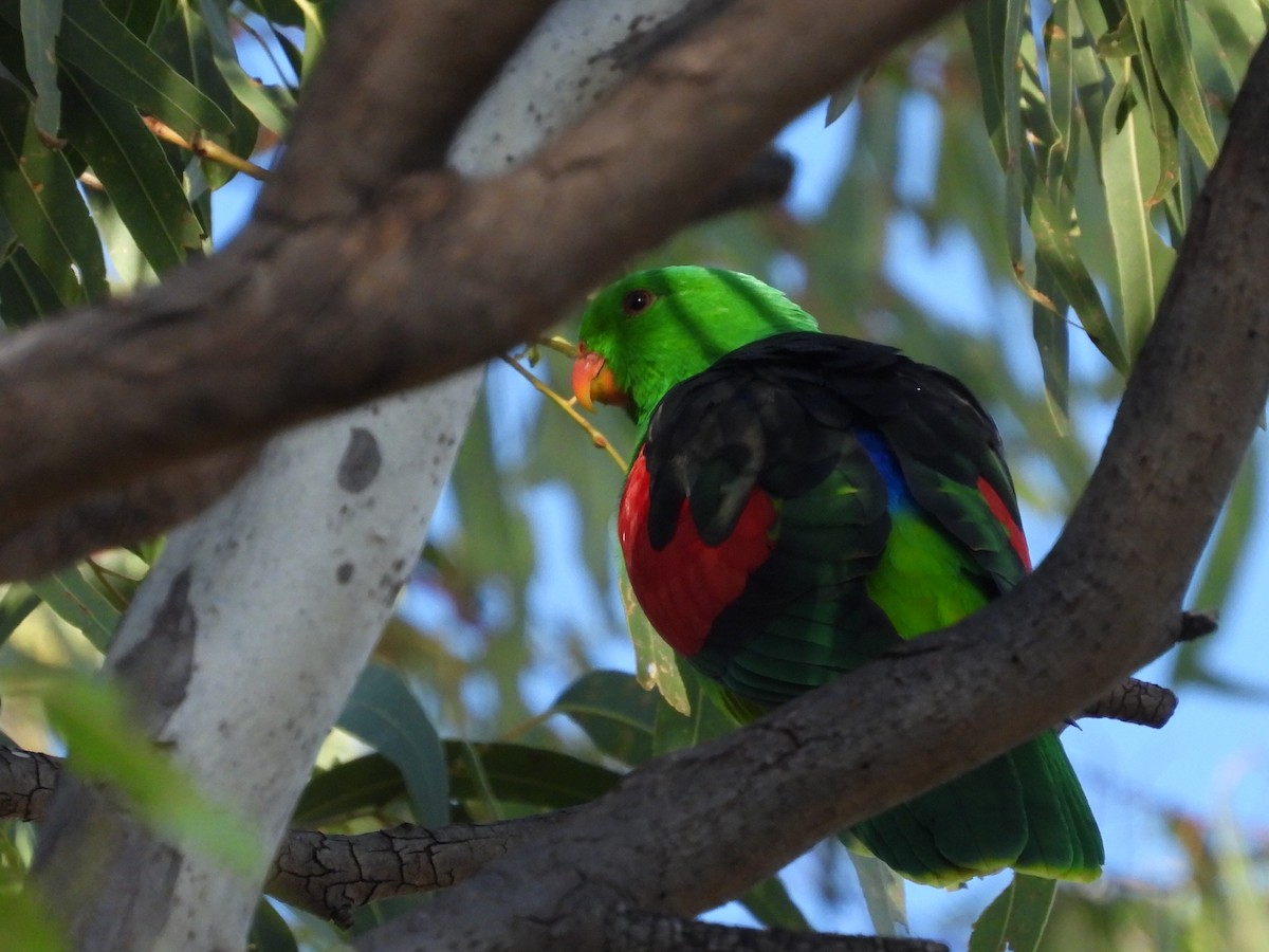 Red-winged Parrot - ML616619782