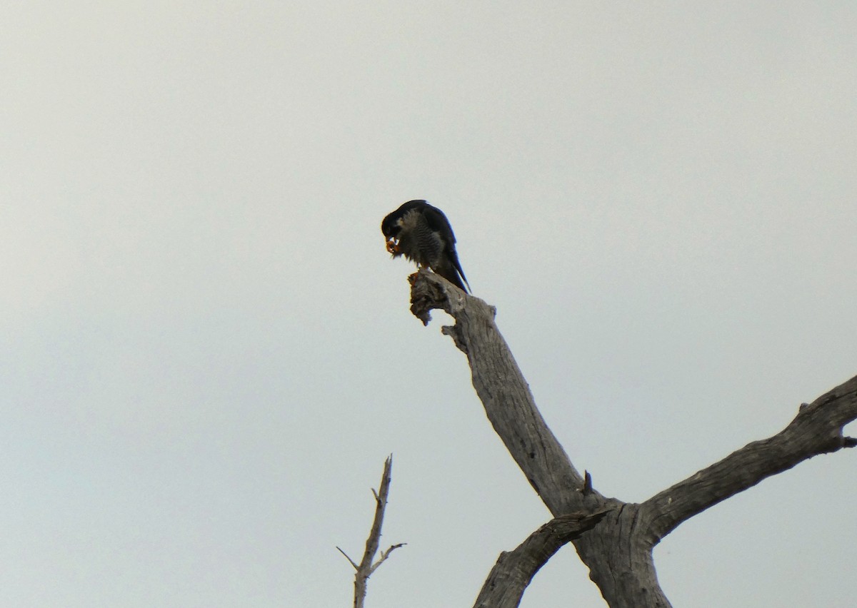Peregrine Falcon (African) - ML616619790