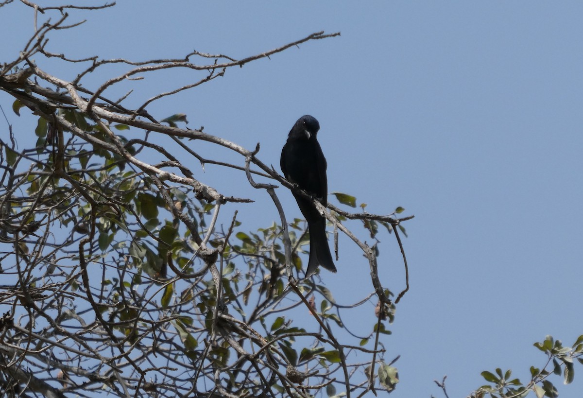 Fork-tailed Drongo - ML616619844