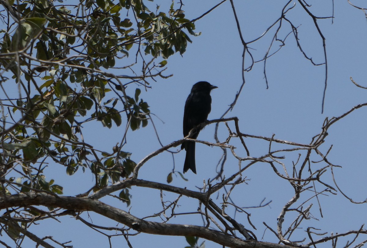 Fork-tailed Drongo - ML616619845