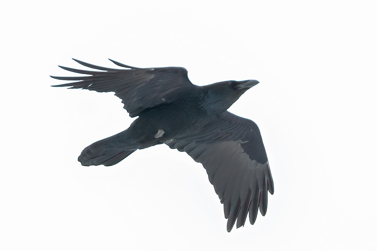 Common Raven - Sujan Abu Jafar