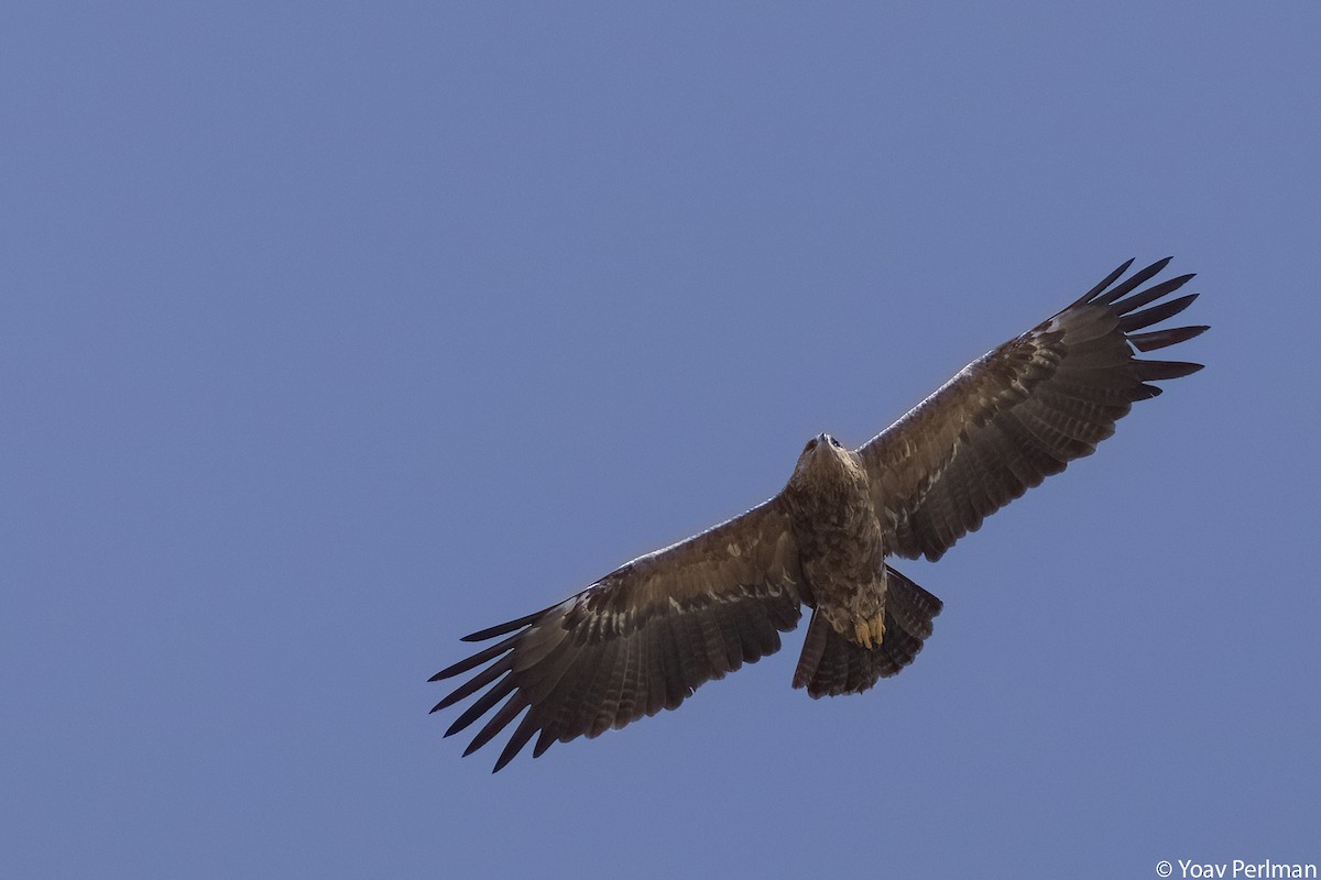 Lesser Spotted Eagle - ML616619909