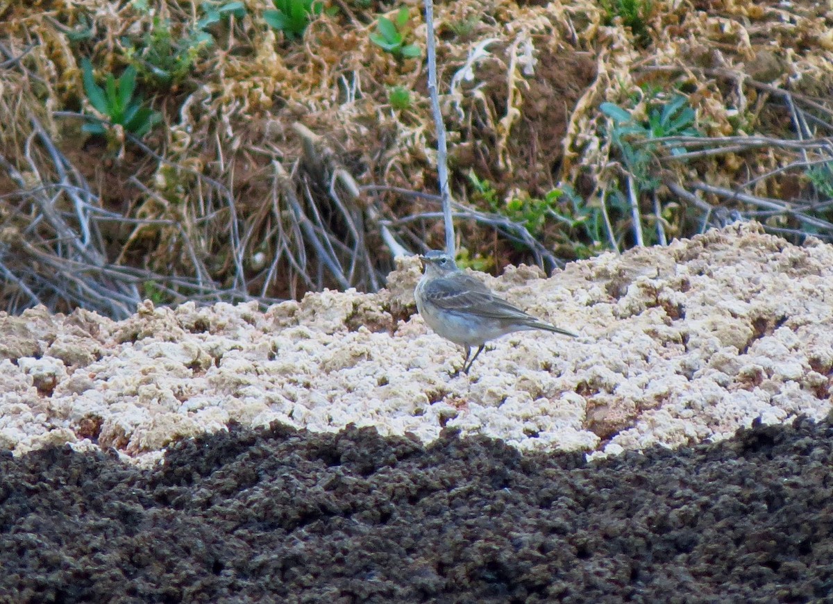 Water Pipit - ML616619948