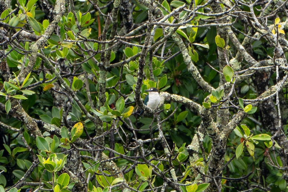Torresian Kingfisher - ML616619953