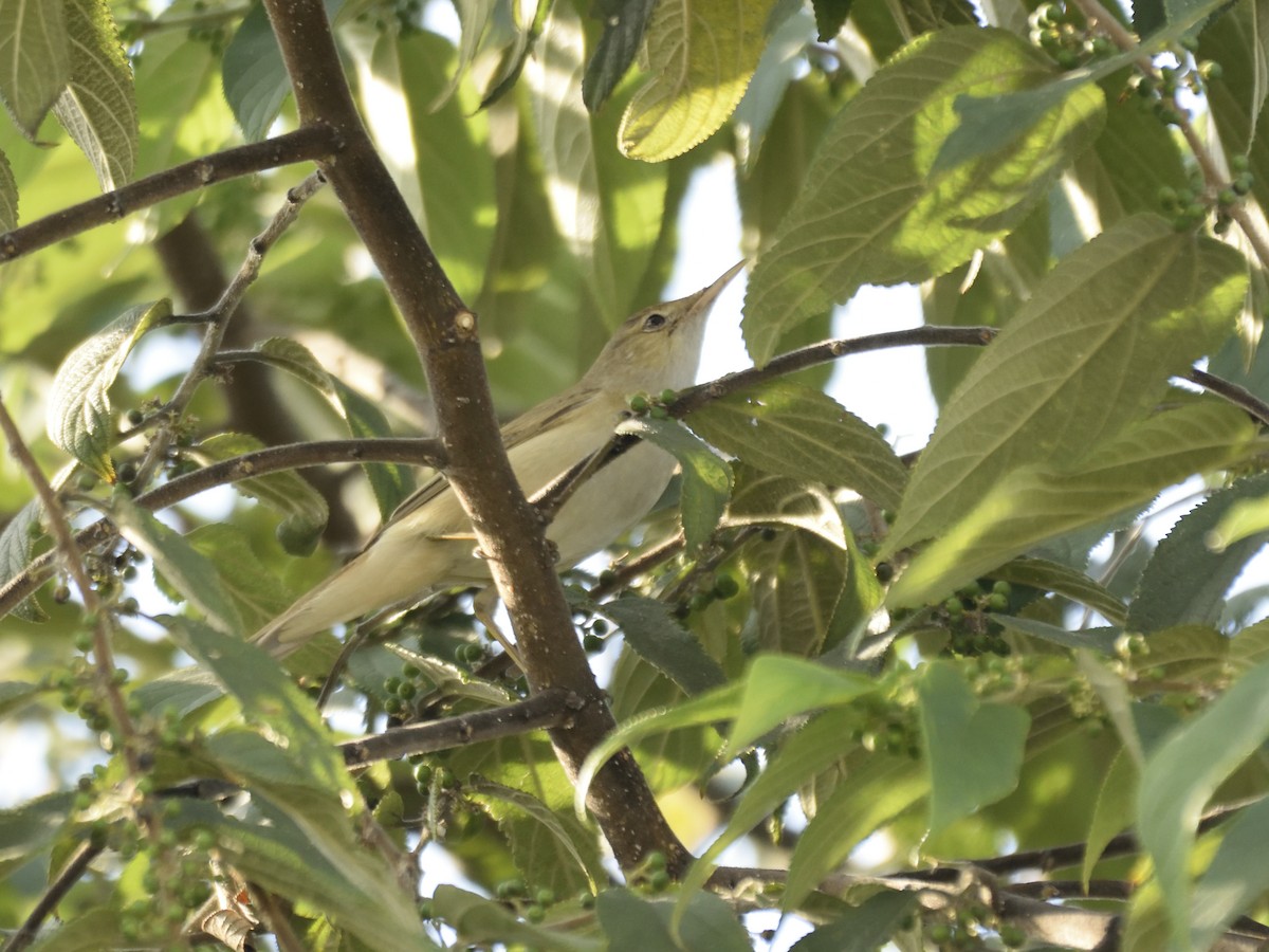 Eastern Olivaceous Warbler - MAYANK NAMDEO