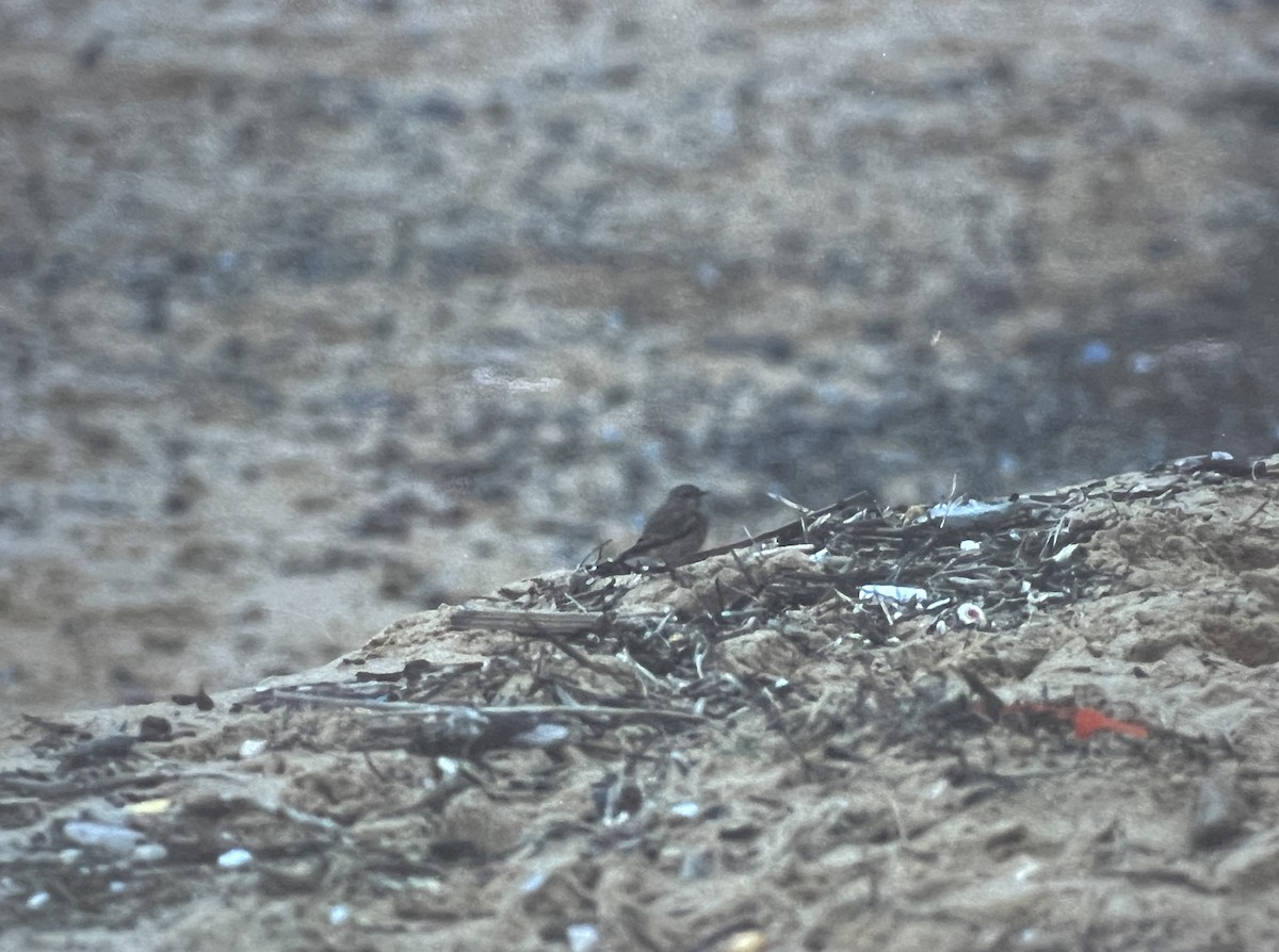 Кам’янка пустельна - ML616620069