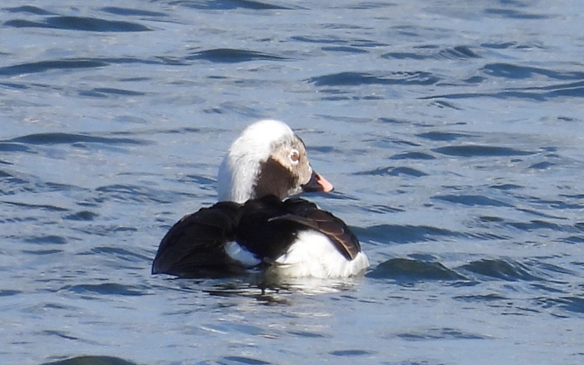 Long-tailed Duck - ML616620076
