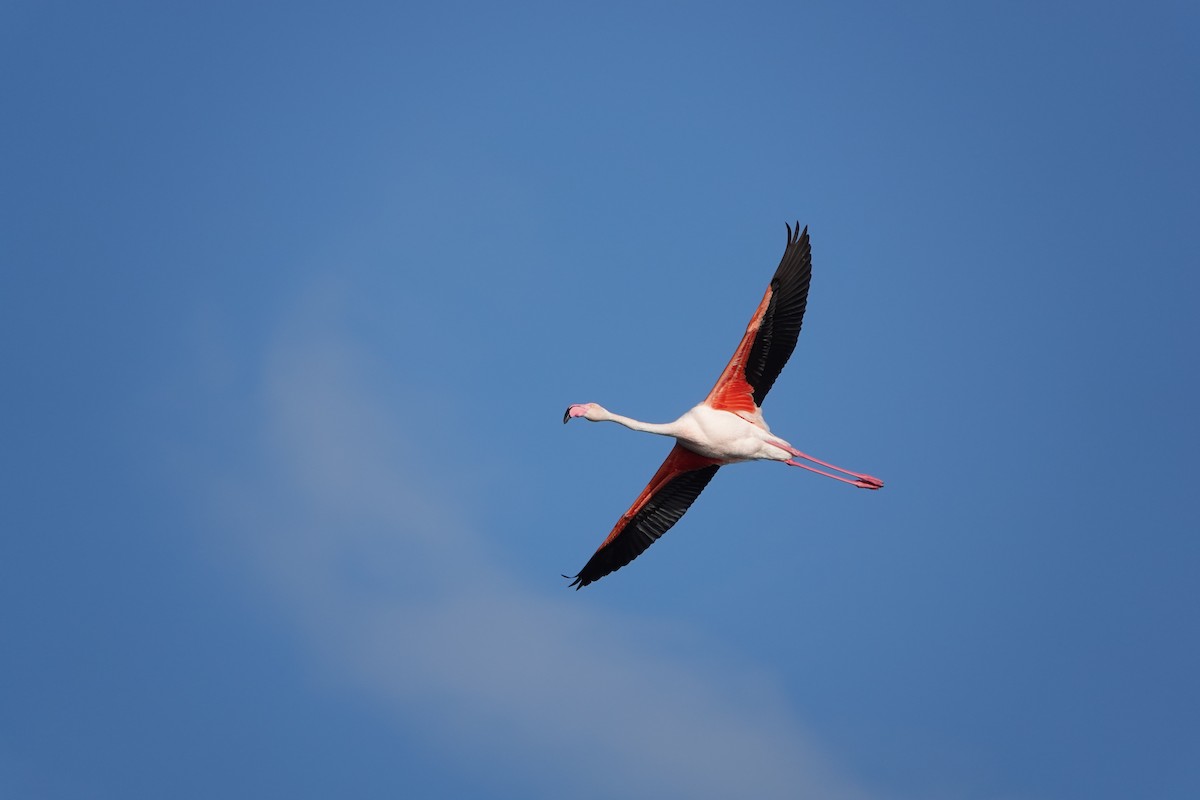 Greater Flamingo - ML616620130