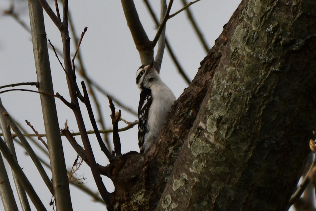 Downy Woodpecker - ML616620134