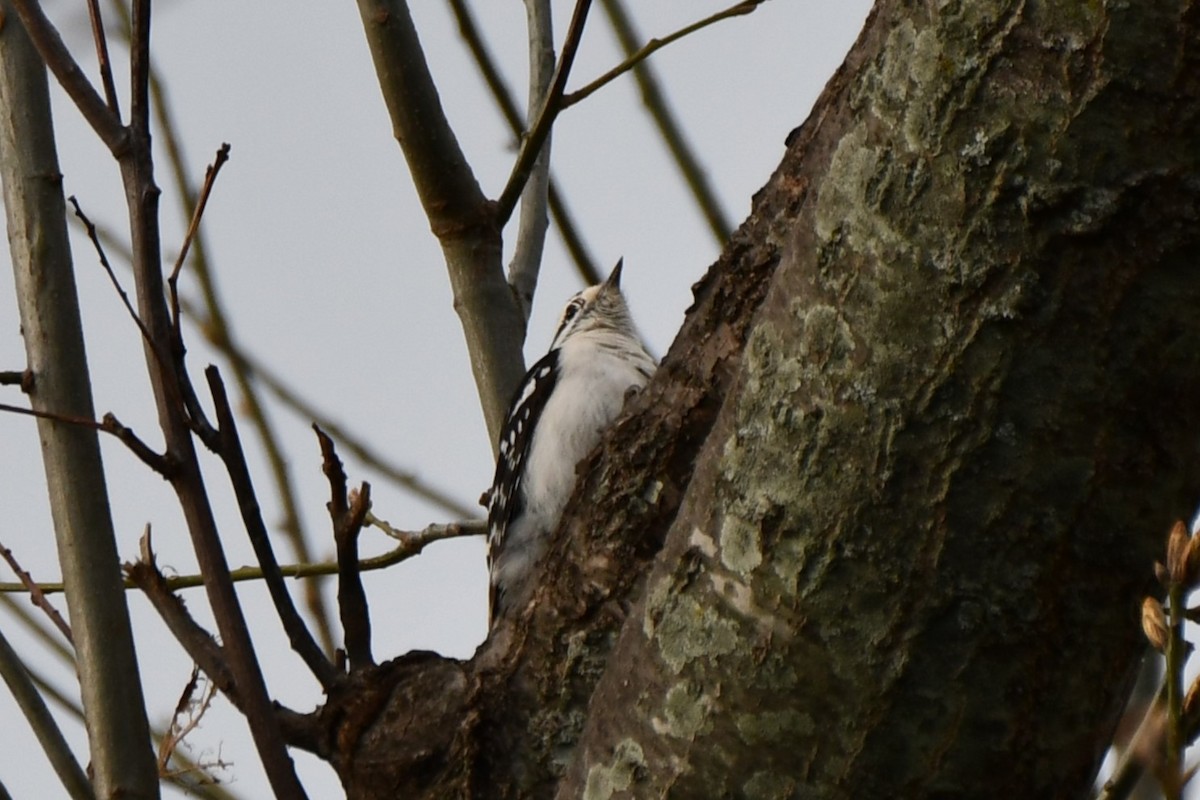 Downy Woodpecker - ML616620135