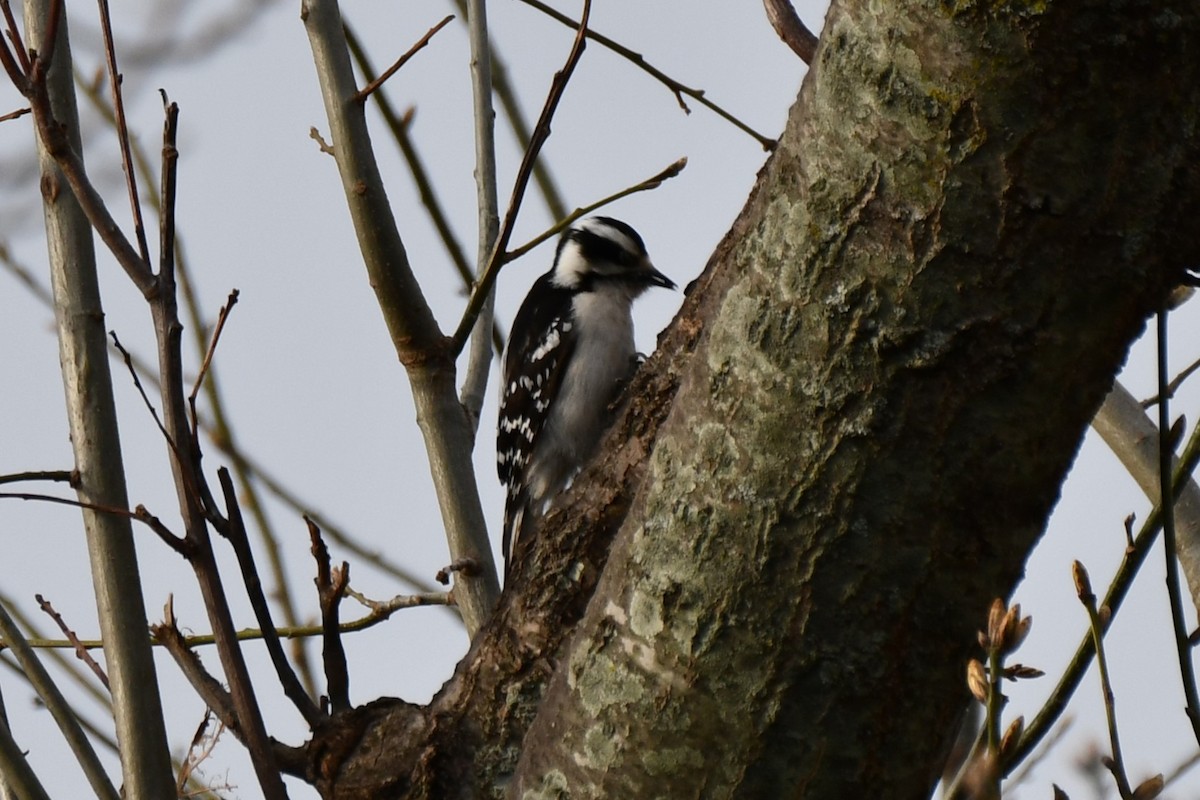 Downy Woodpecker - ML616620136