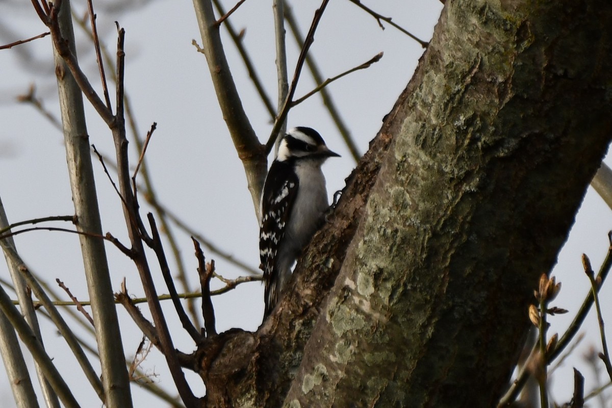 Downy Woodpecker - ML616620137