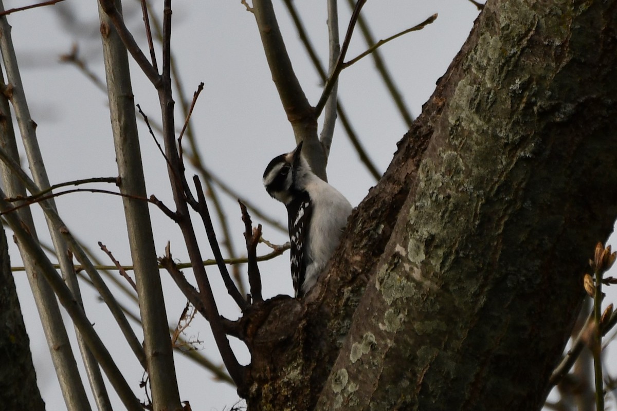 Downy Woodpecker - ML616620138