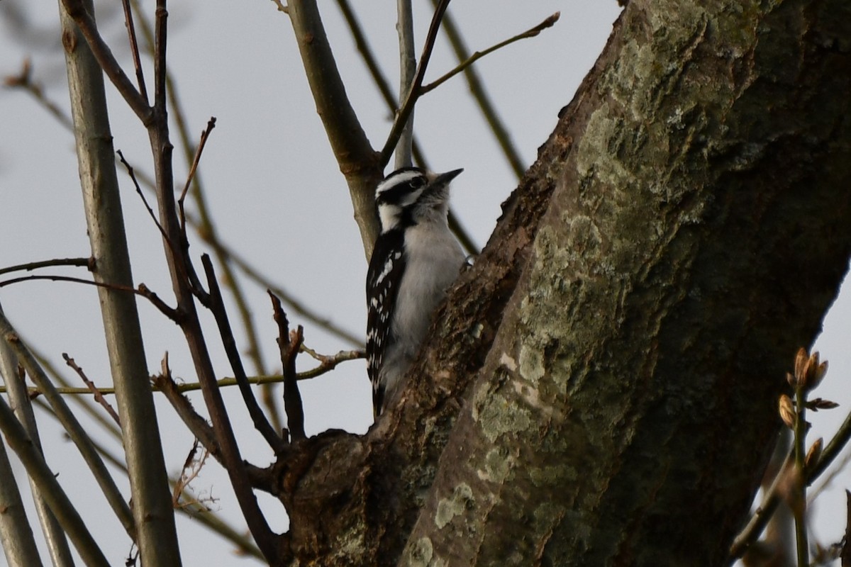 Downy Woodpecker - ML616620139