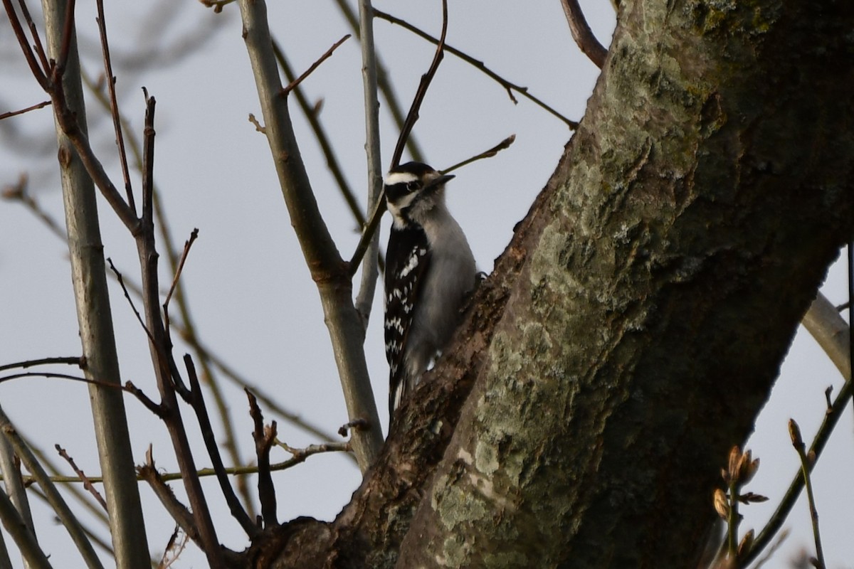 Downy Woodpecker - ML616620140
