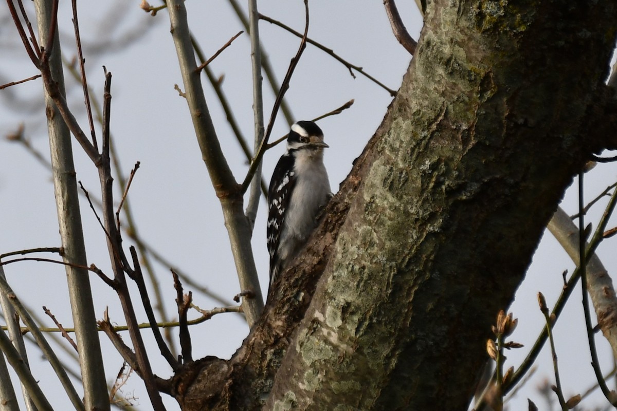 Downy Woodpecker - ML616620143
