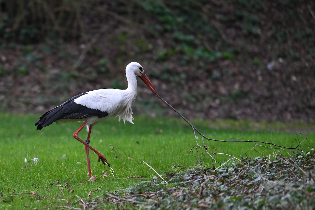 White Stork - ML616620145