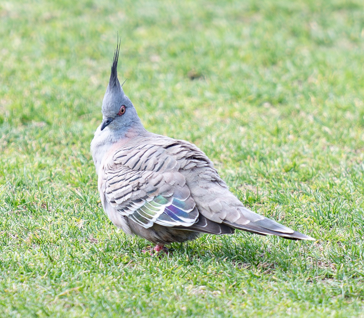 Crested Pigeon - ML616620236