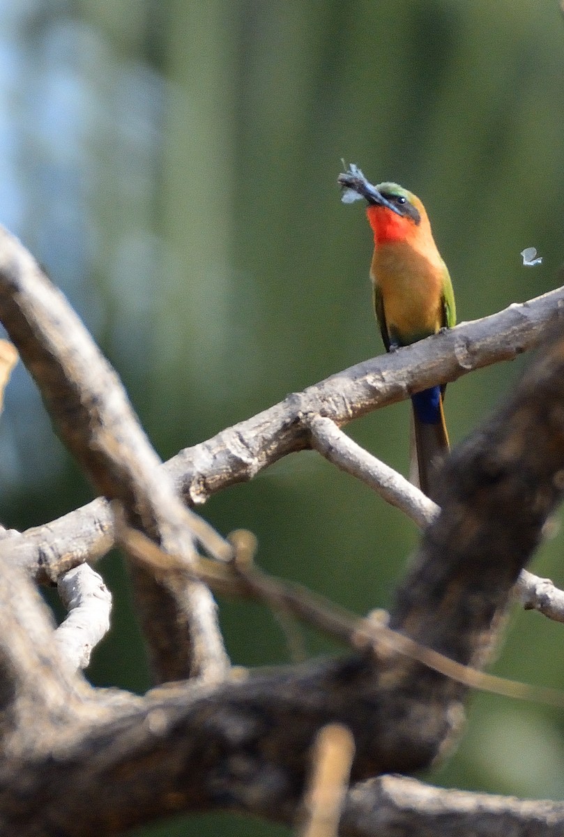Red-throated Bee-eater - ML616620237