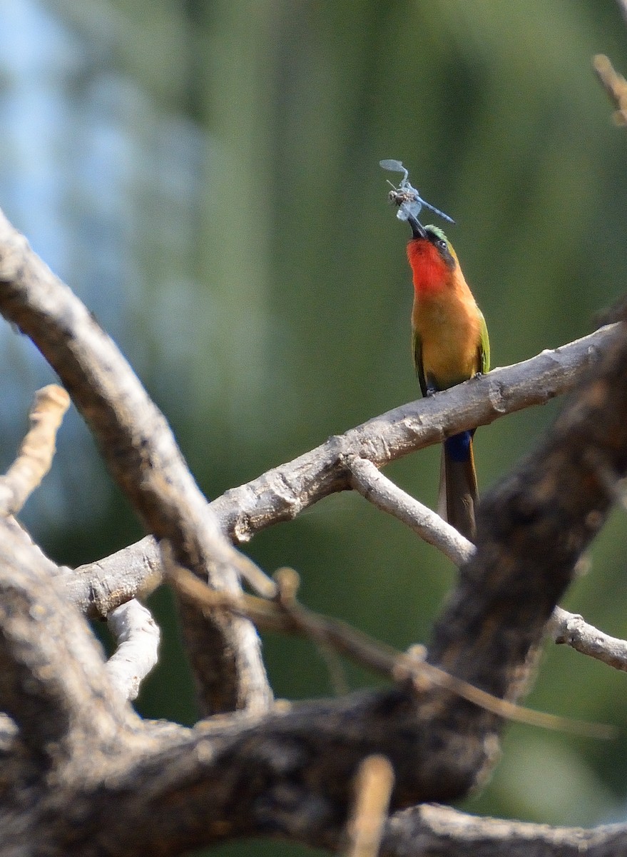 Red-throated Bee-eater - ML616620241