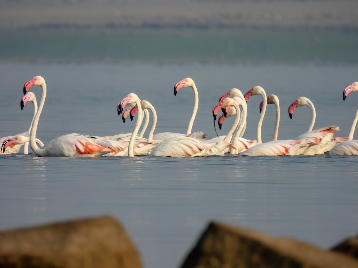 Greater Flamingo - ML616620246