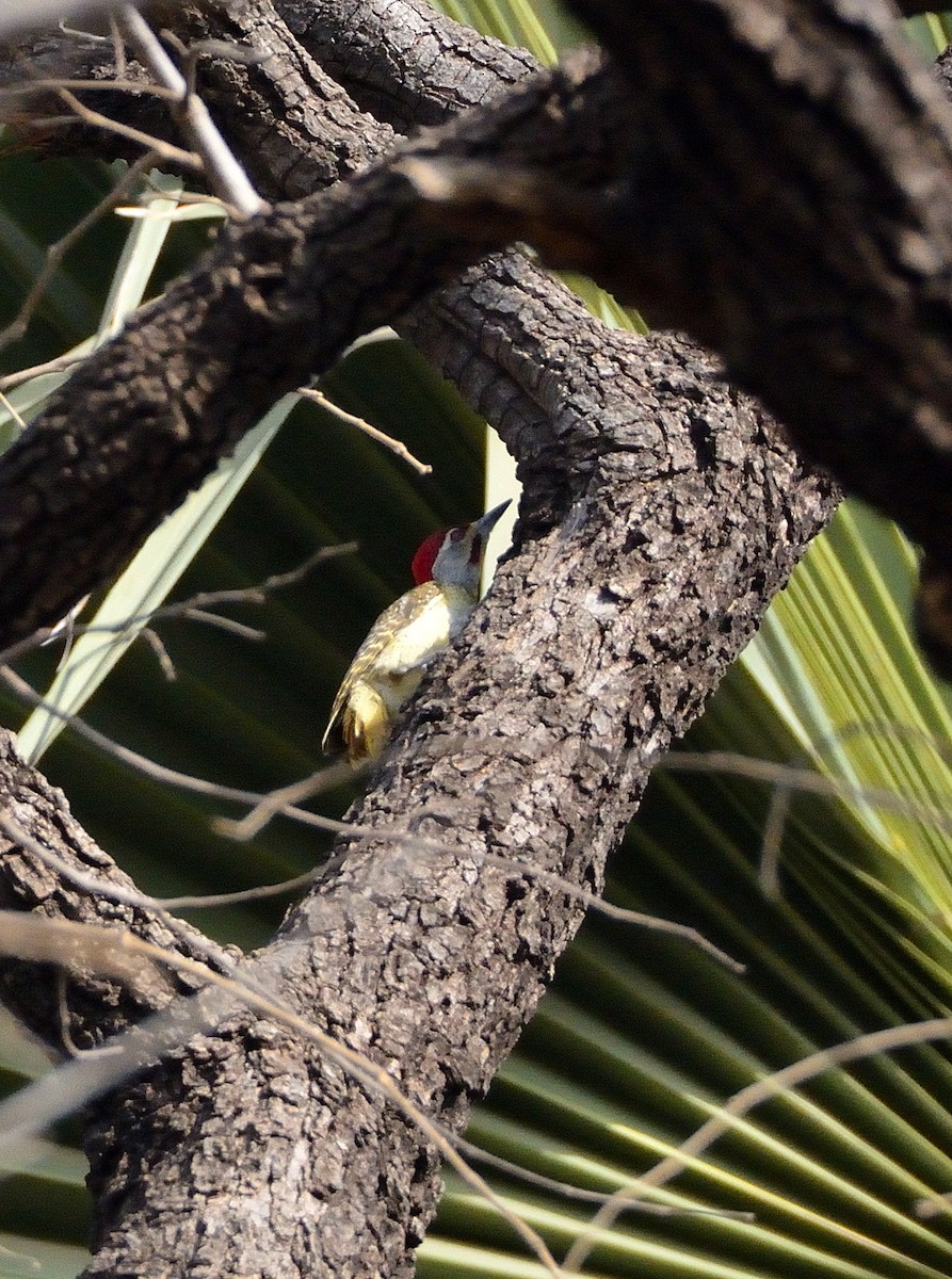 Fine-spotted Woodpecker - ML616620273