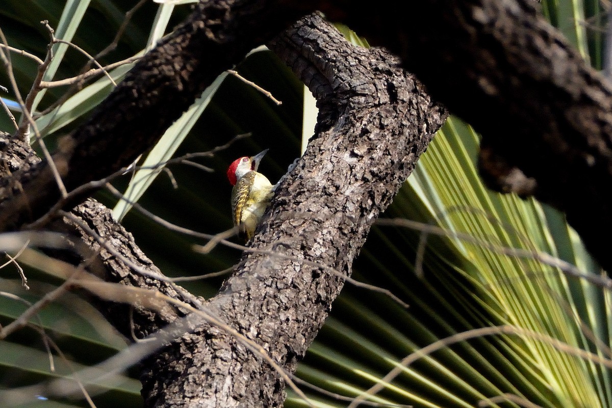 Fine-spotted Woodpecker - ML616620274