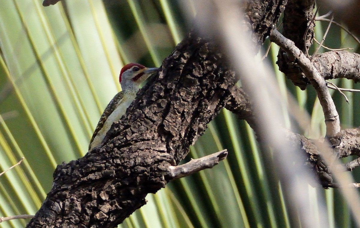 Fine-spotted Woodpecker - ML616620275