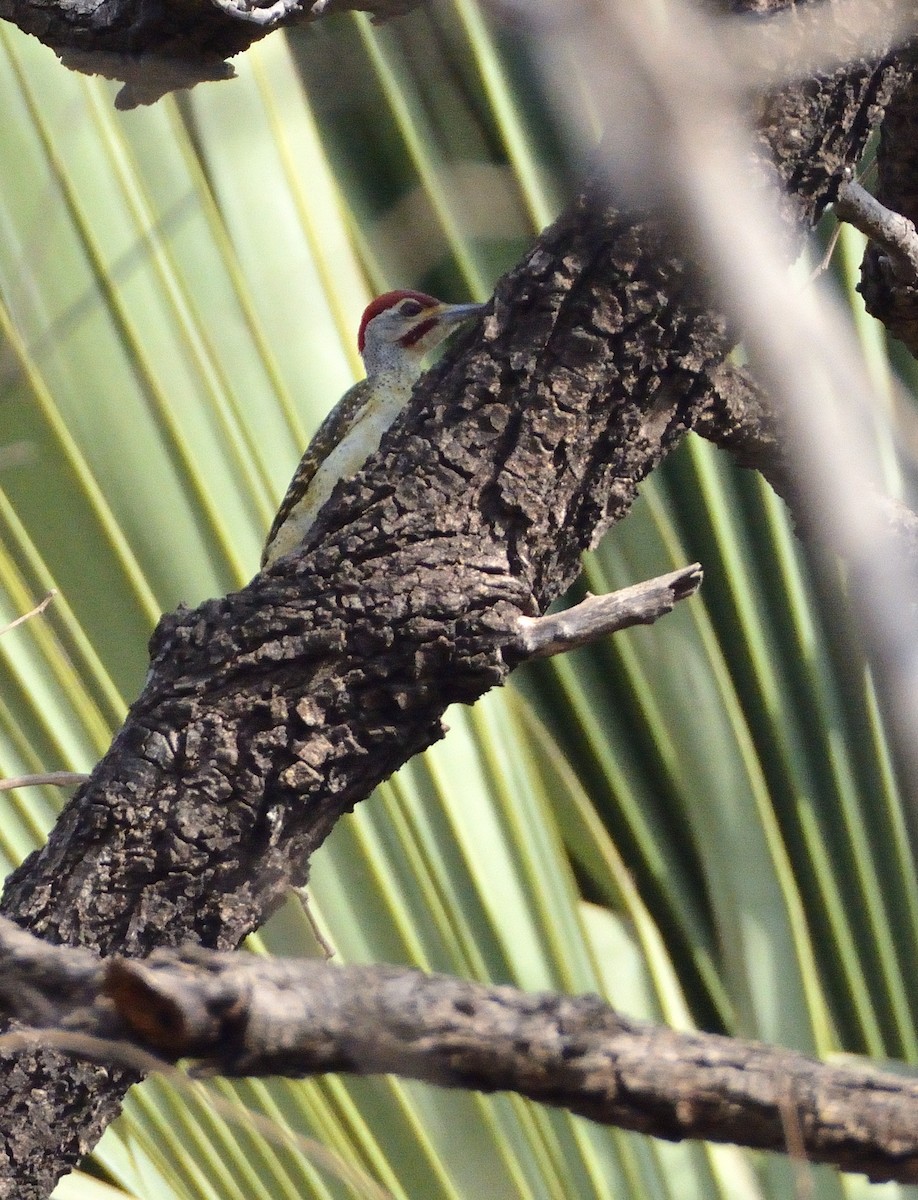 Fine-spotted Woodpecker - ML616620276